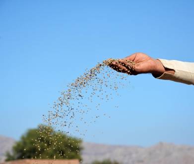 hand throwing seeds