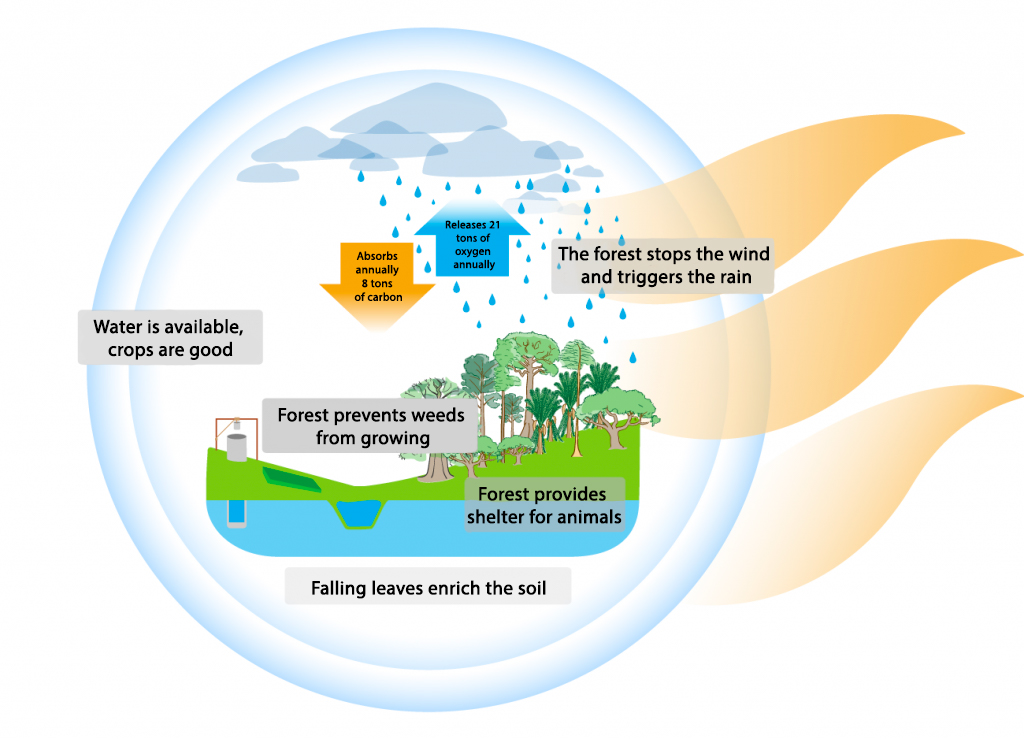 after arboRise: many virtuous circles