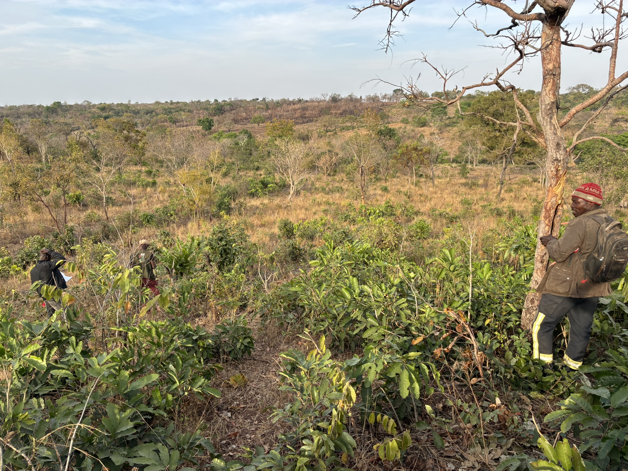 Mesure de biomasse préexistante